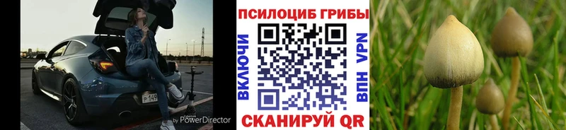 Псилоцибиновые грибы Cubensis  закладка  Ачинск 